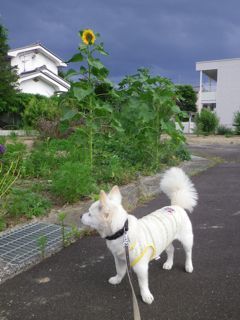 180627-1.jpg